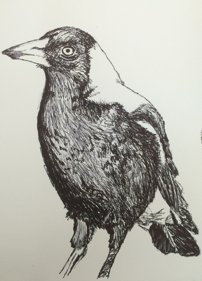 magpie