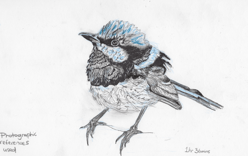 Some Bird